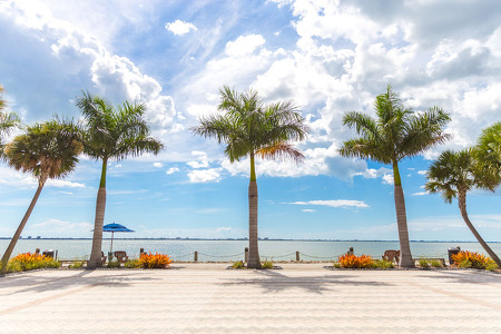 palm trees overlooking the water and a beautiful blue sky above