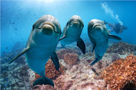 three dolphins in front of the camera that appear to almost be posing for the picture