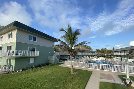 palm tree and pool of the complex