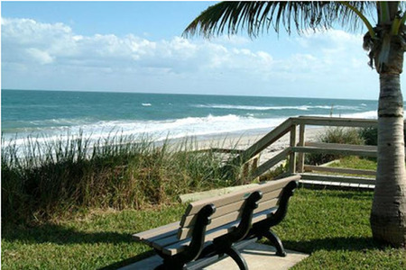 bench under palm tree by ocean edge
